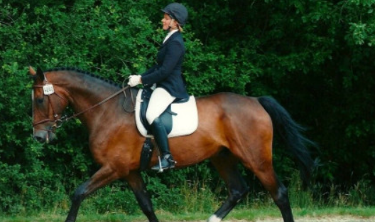 Mastering English Horse Riding: A Comprehensive Guide for Beginners