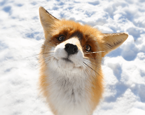 Cute:Vckxjxf4zh0= Foxes