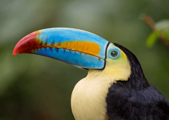 Cute:Afb-C3y1kcc= Toucan