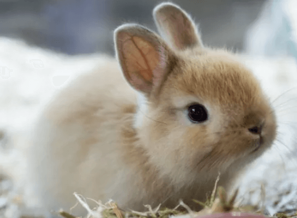 Cute:G20bacyjnym= Rabbits