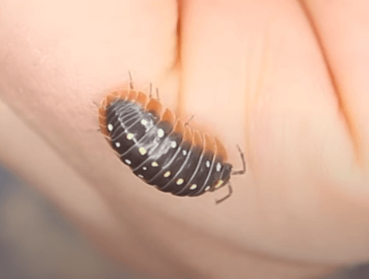 Cute:Gnfmwlgdez8= Isopod