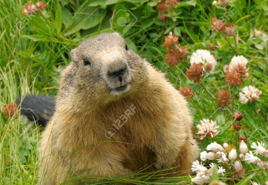 Cute:Y1iwt5mpmb0= Groundhog