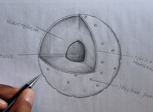 Drawing:Pkhwk0nzhmc= Nucleus