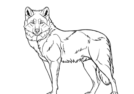 Drawing:Qm60xirsaaa= Wolves