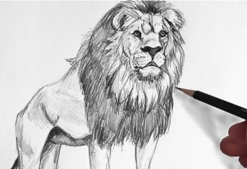 Drawing:Tqg7rsmzrv8= Lion