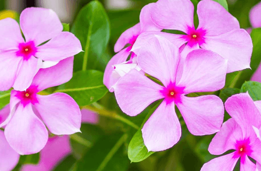 Flower:A6bhb8cofyy= Periwinkle