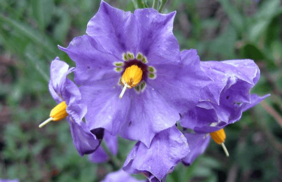 Flower:Qstxkeb57ai= Nightshade