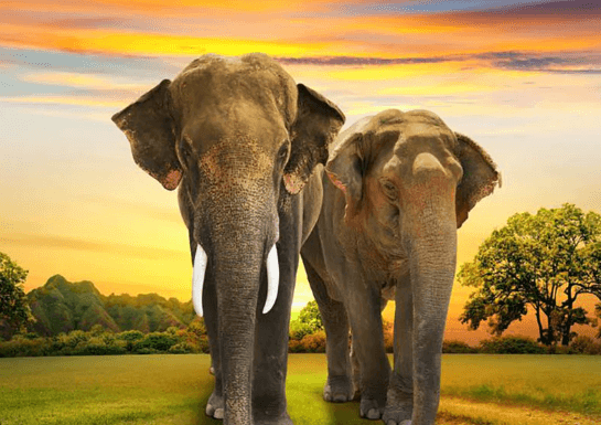 Wallpaper:Gkt8kfpkblw= Elephant