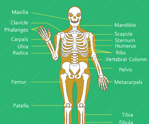 Labeled:T0fa22k6krs= Skeleton