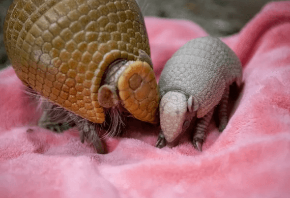 Baby:Heyrgihc5z4= Armadillo