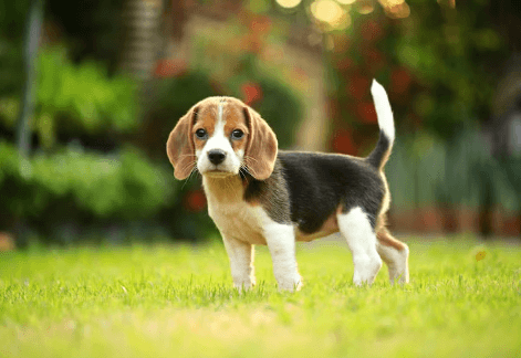 Puppy:1chd8mtfua4= Beagle