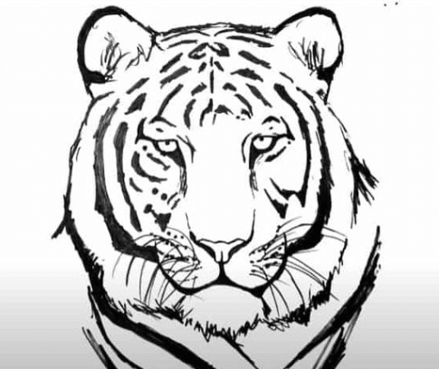 Sketch:Uye9dl1im6e= Tiger