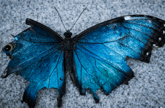 Blue:H-Ak2r9tiiq= Butterfly